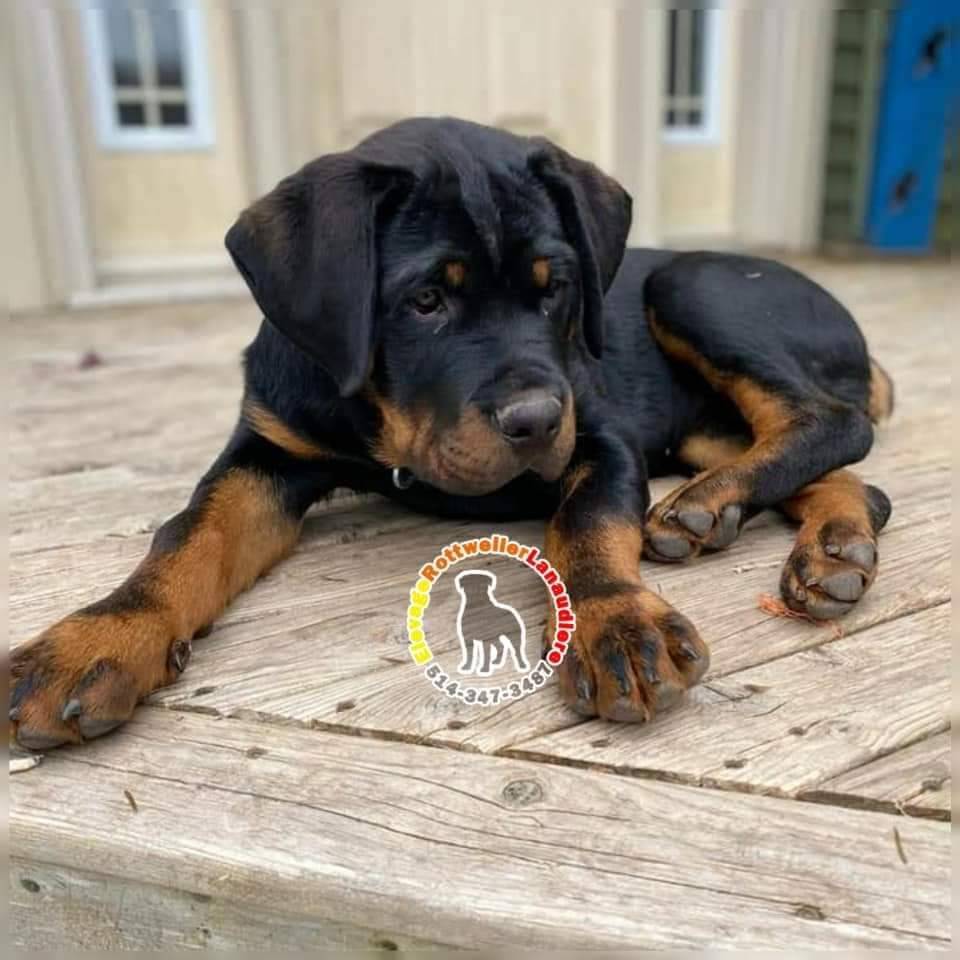 Chiot rottweiler a vendre neuvième