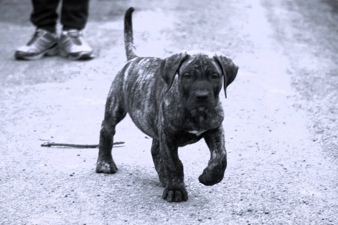 Chiot Presa Canario Lof troisième