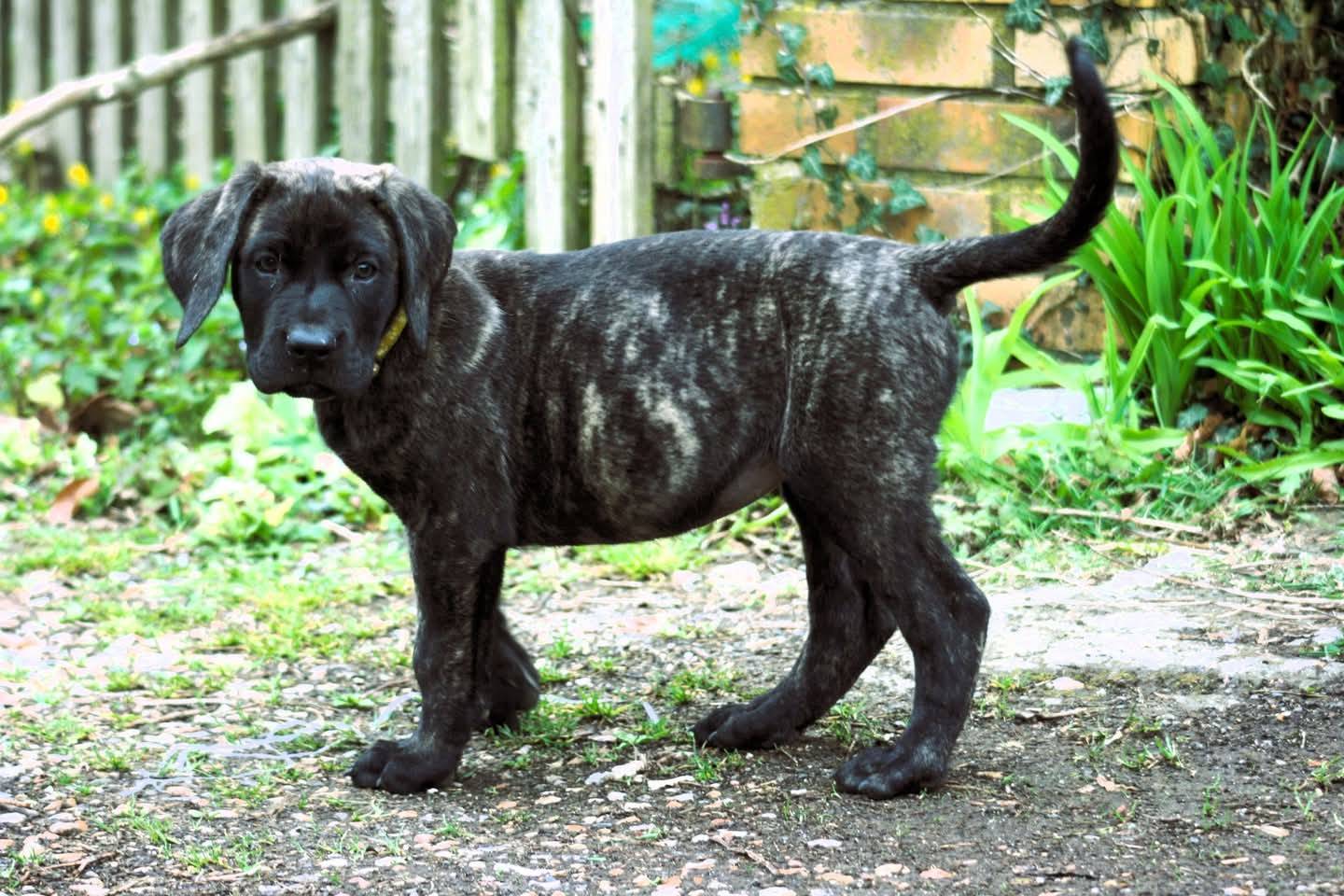 Chiot Presa Canario Lof deuxième