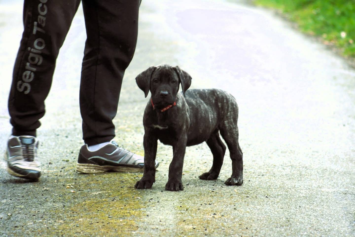 Chiot Presa Canario Lof cinquième