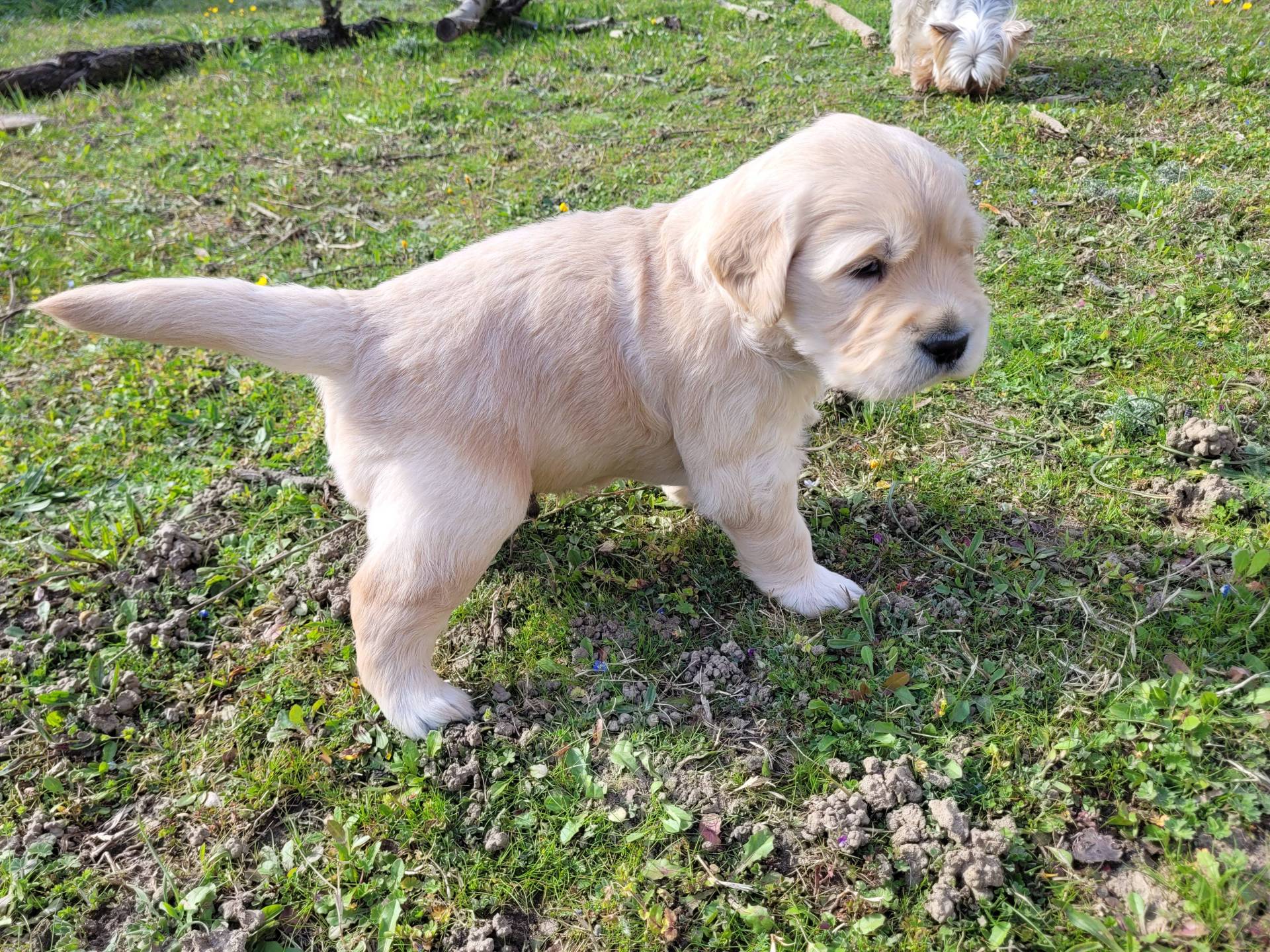 Chiot golden retiever mâle Lof septième
