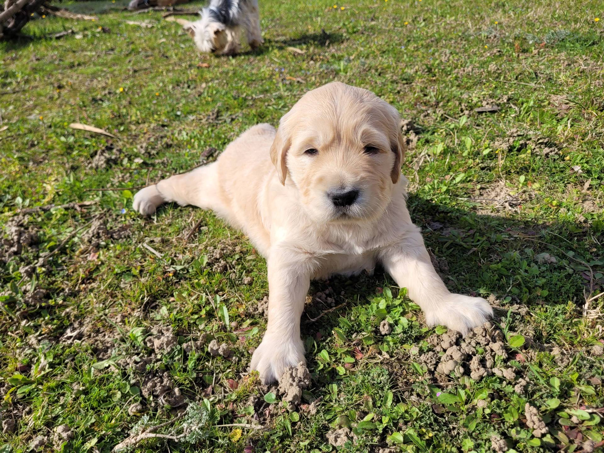 Chiot golden retiever mâle Lof première