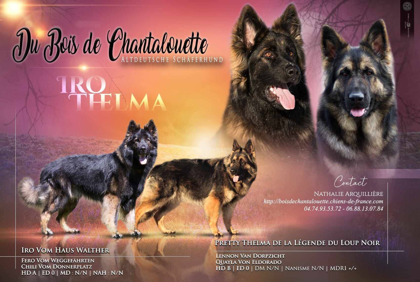 Altdeuscher Schaferhund à réserver deuxième
