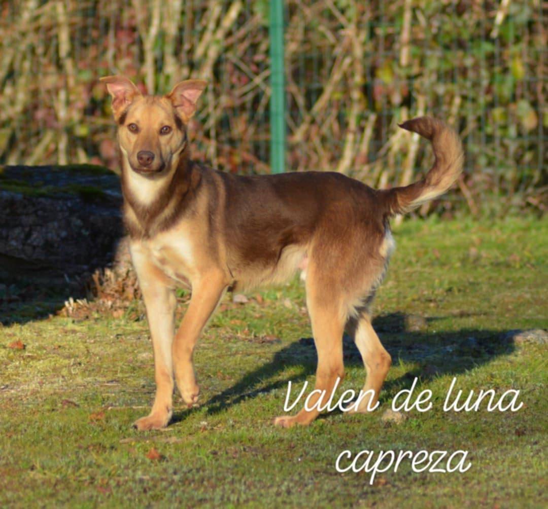 Chien rare, chien du perou à fourrure. deuxième