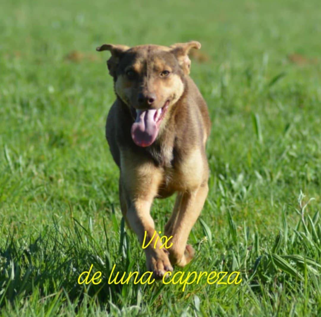 Chien rare, chien du perou à fourrure. deuxième