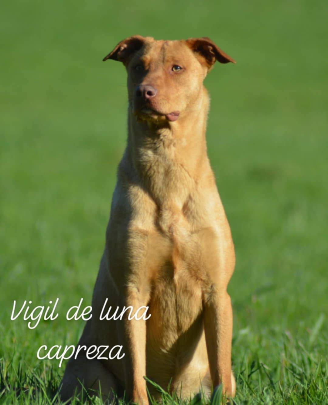 Chien rare, chien du perou à fourrure. cinquième