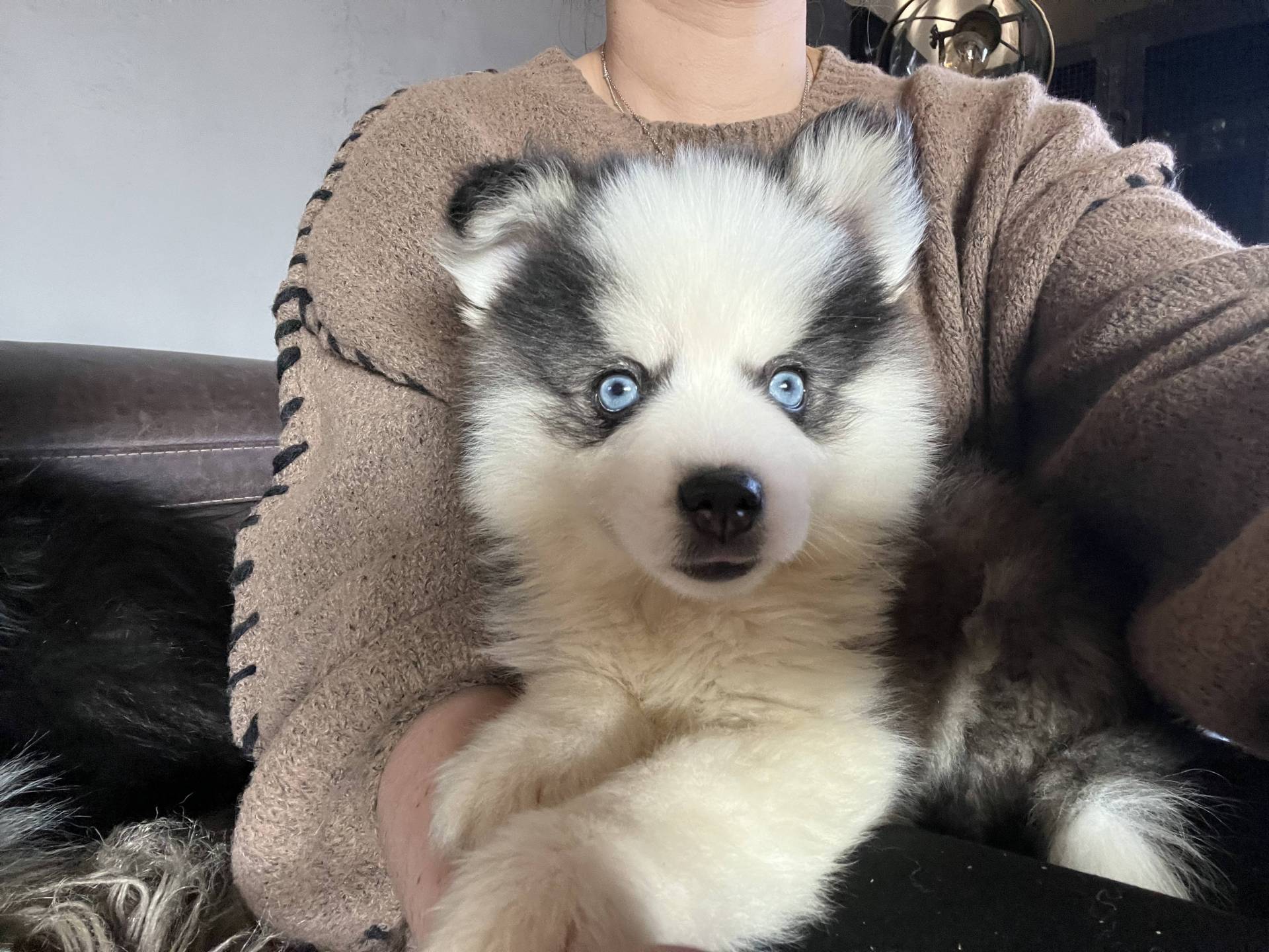 Pomsky chiots neuvième