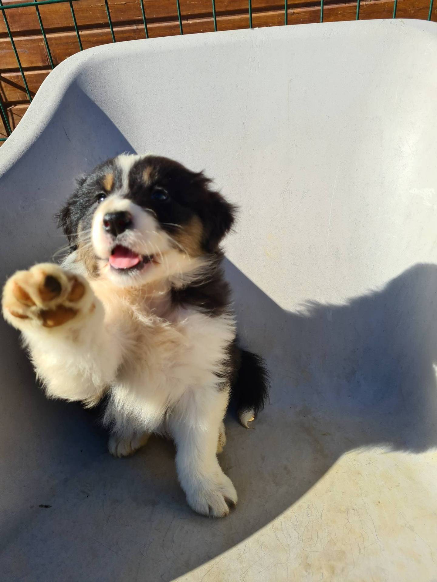 Chiots Bergers Australiens première