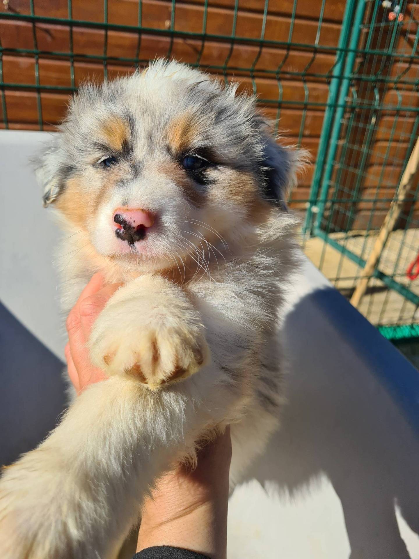 Chiots Bergers Australiens première
