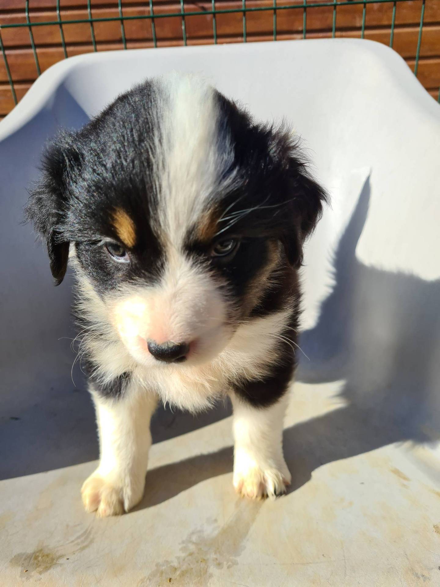 Chiots Bergers Australiens neuvième