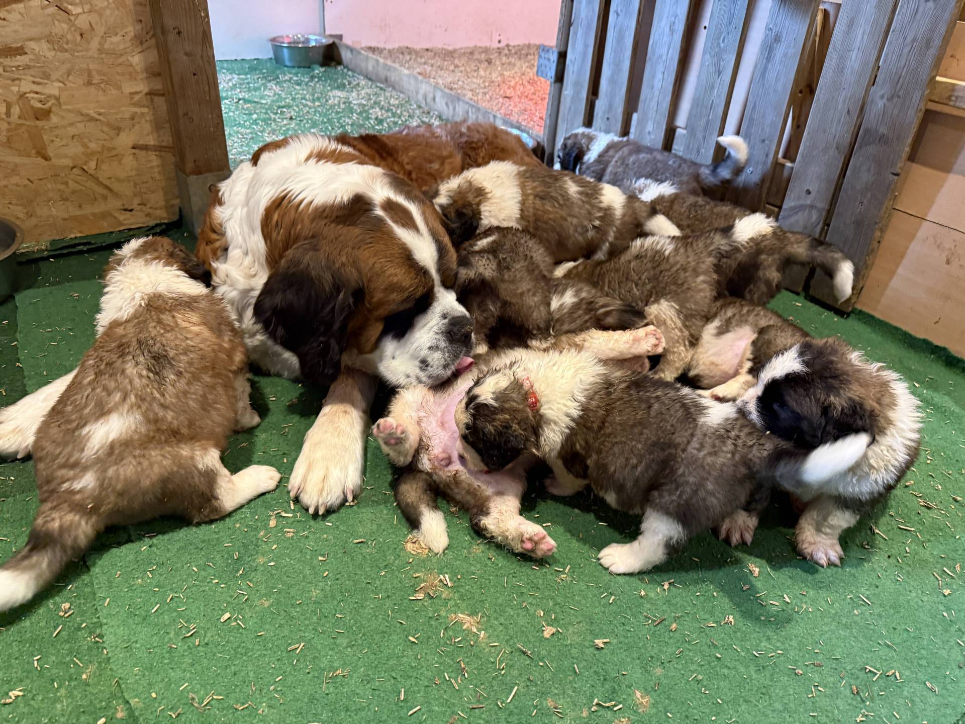 Chiots st Bernard  neuvième