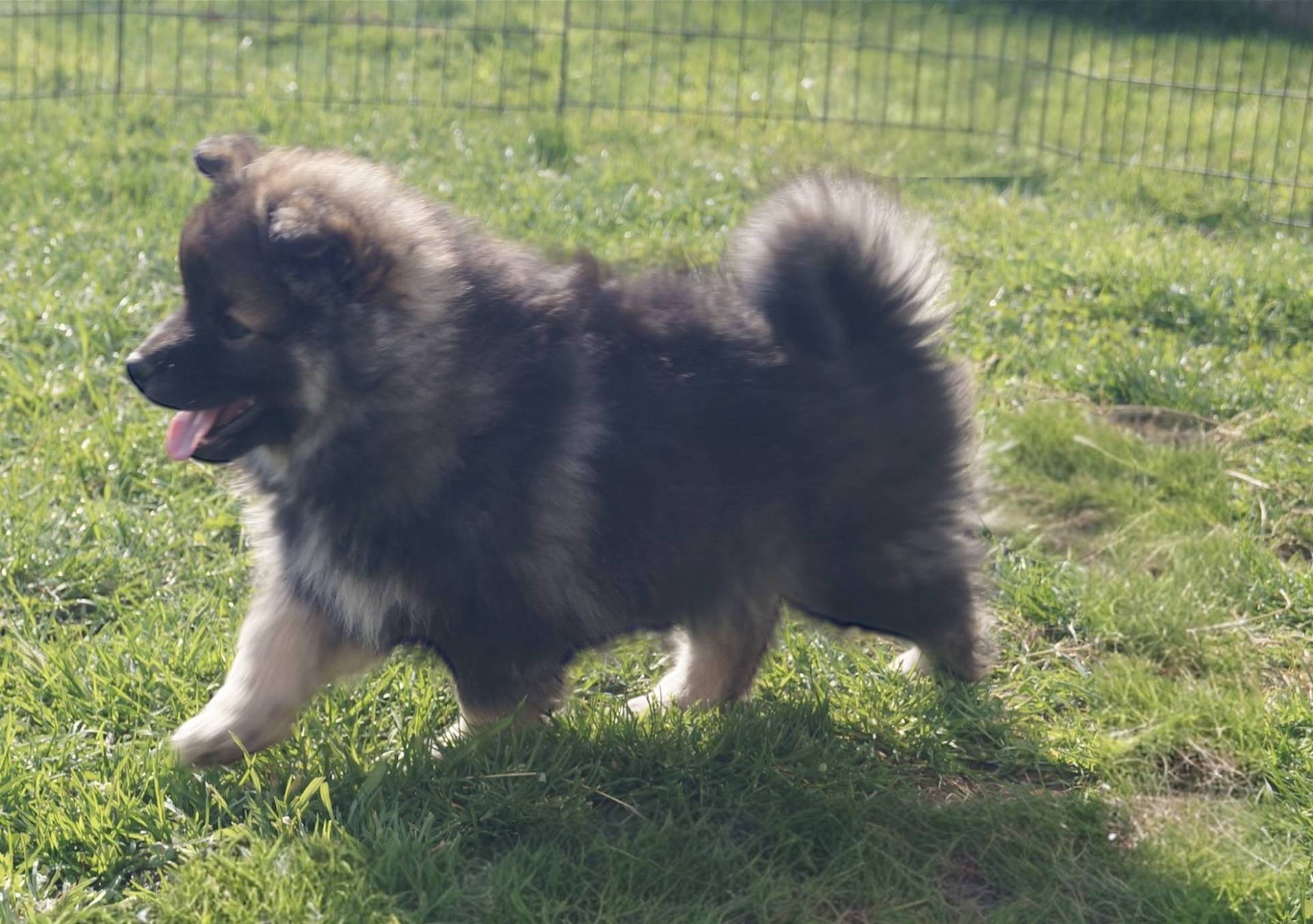 Chiots finnois de Laponie à vendre  cinquième