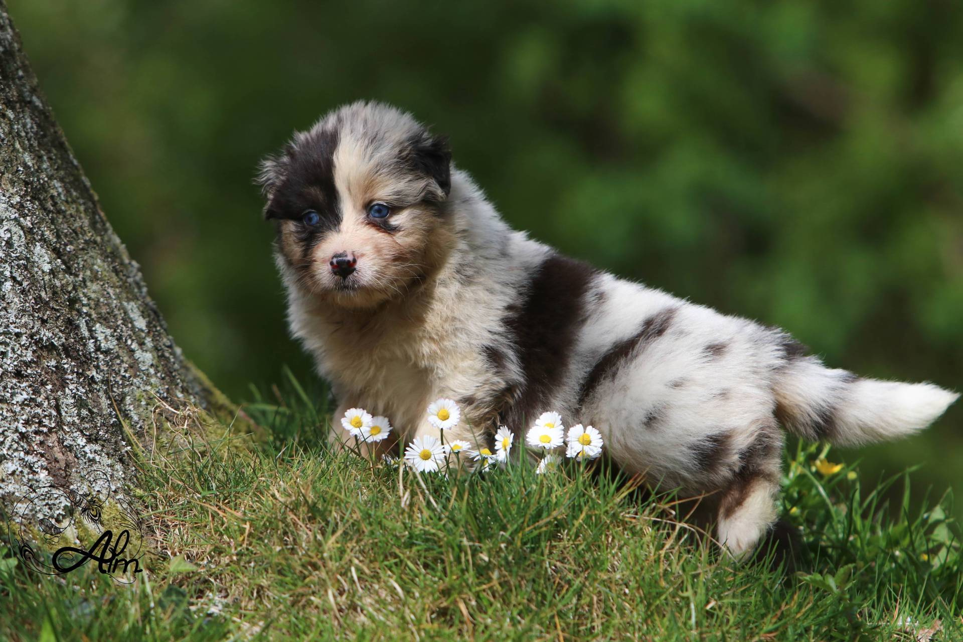Chiots berger australien huitième