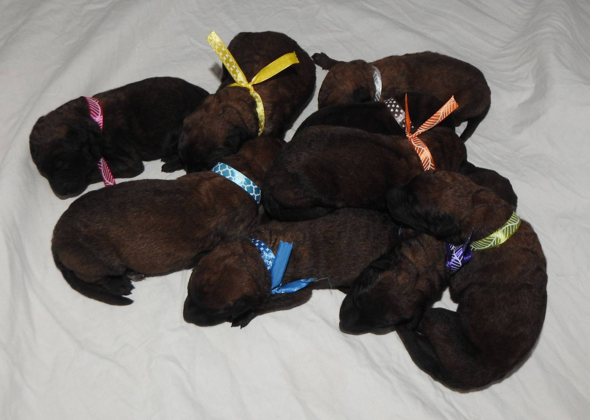 Chiots laekenois  sixième