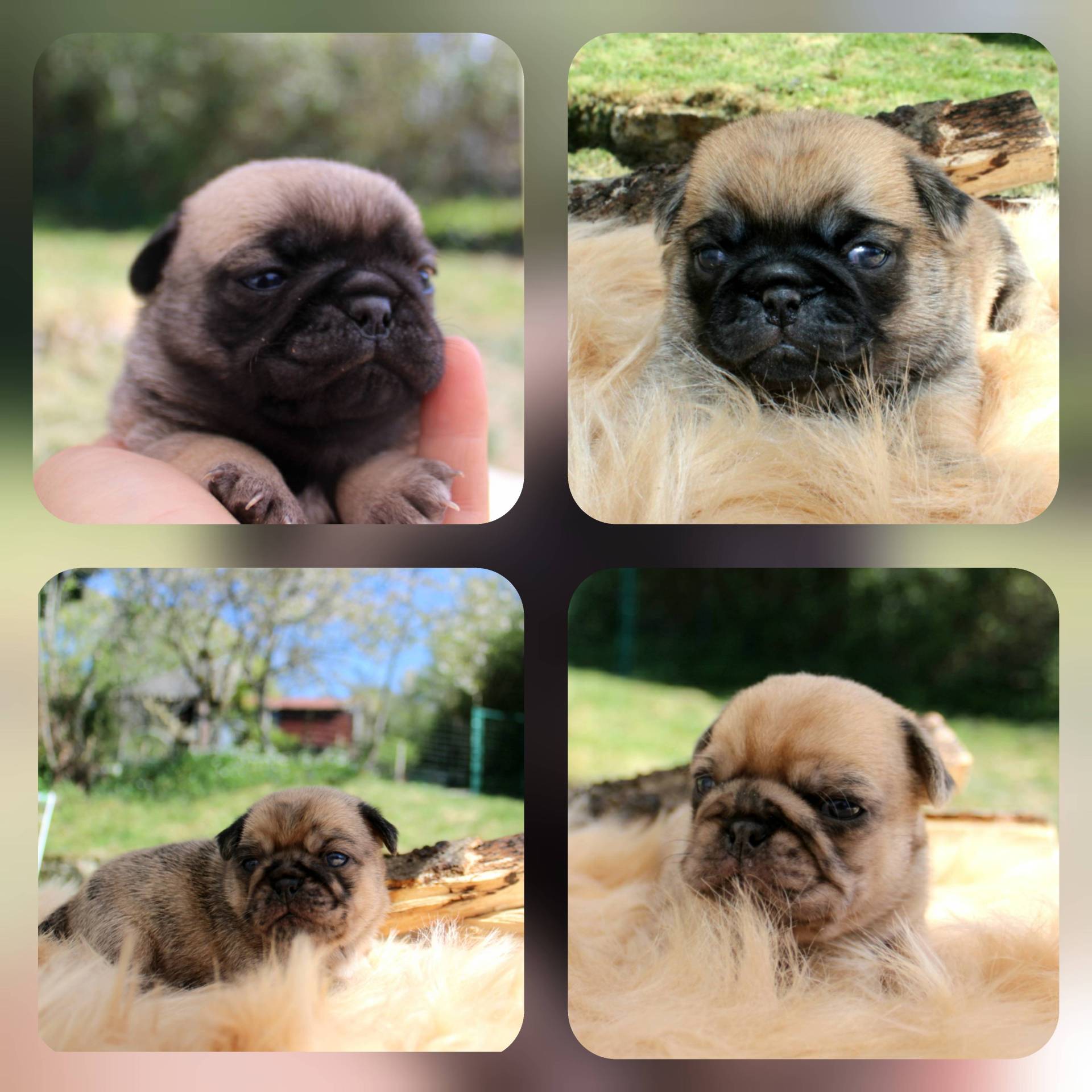 Chiots carlin   neuvième