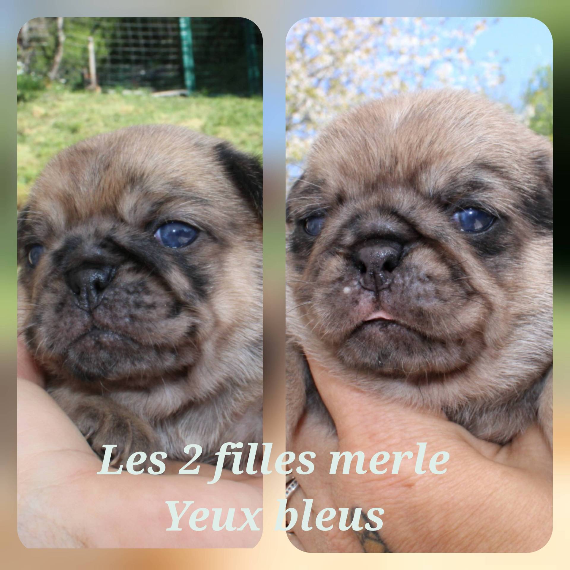 Chiots carlin   troisième