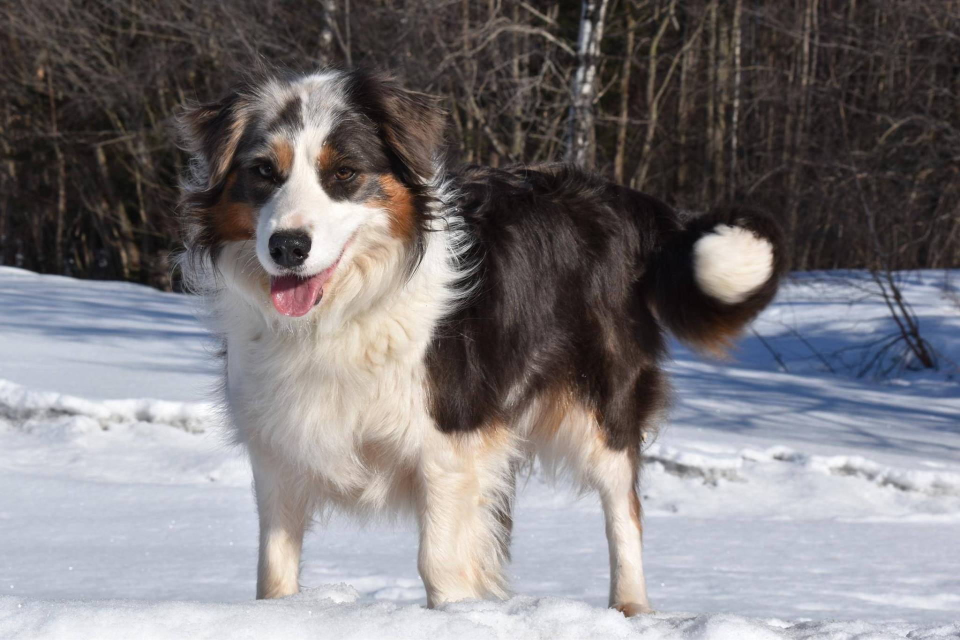 Magnifique chiots border collie disponible  quatrième