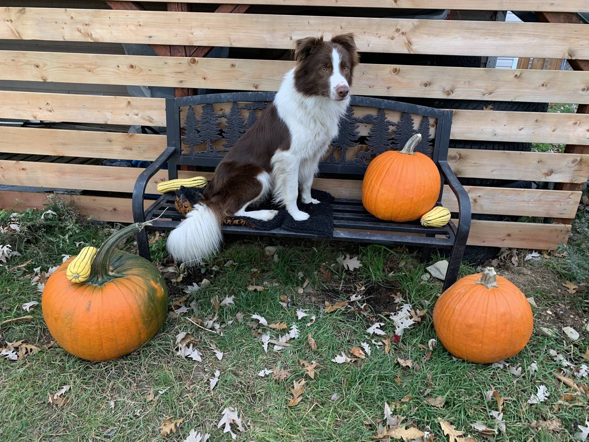 Magnifique chiots border collie disponible  huitième