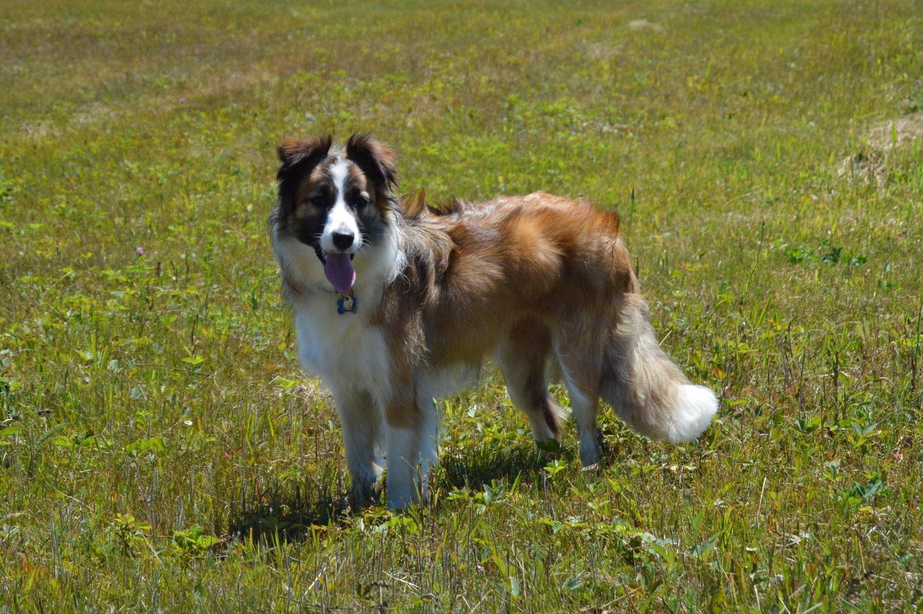 Magnifique chiots border collie disponible  quatrième