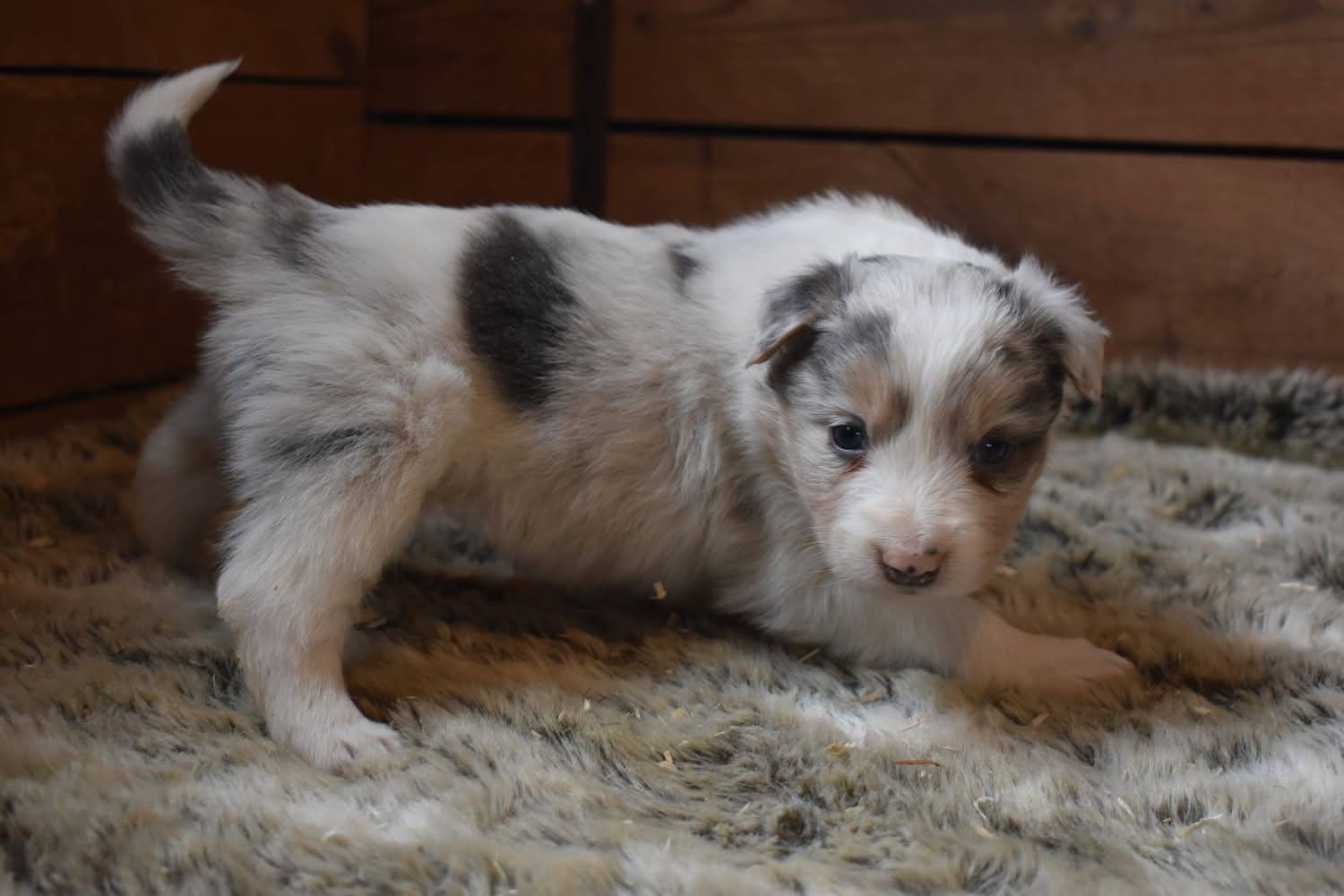 Magnifique chiots border collie disponible  deuxième