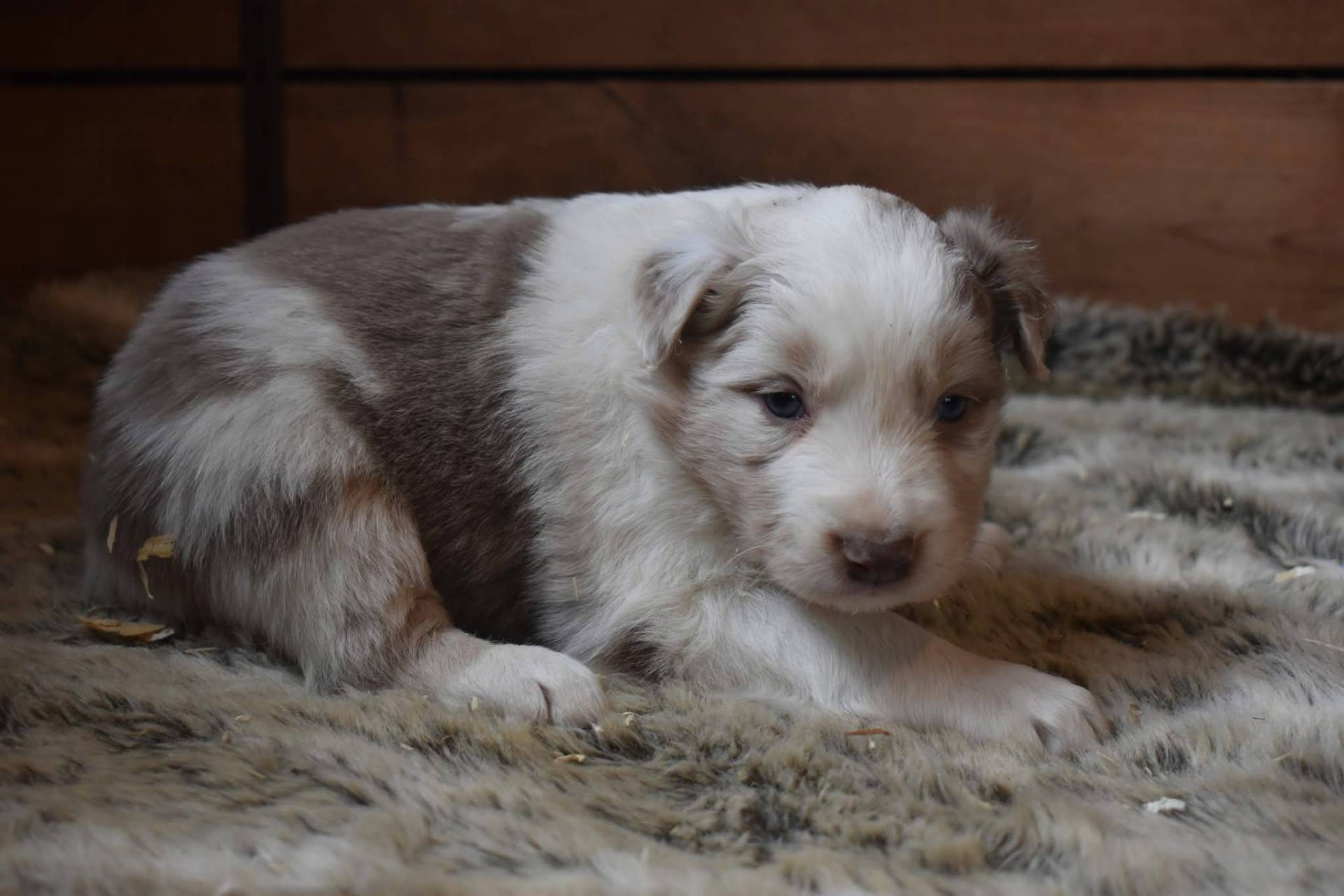 Magnifique chiots border collie disponible  première