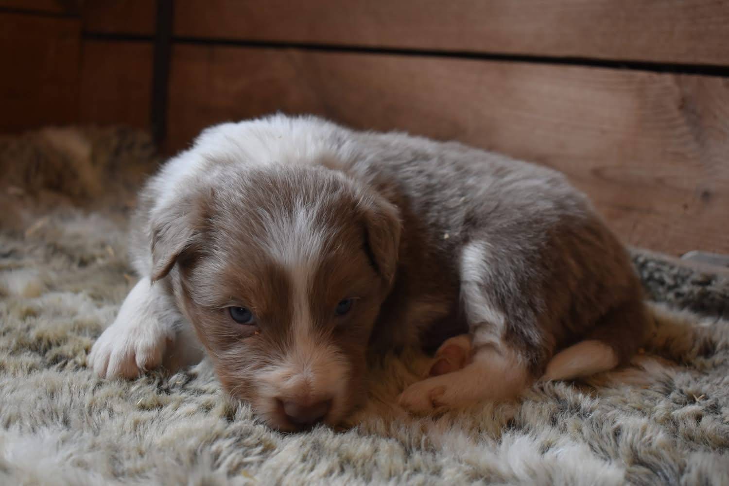 Magnifique chiots border collie disponible  troisième