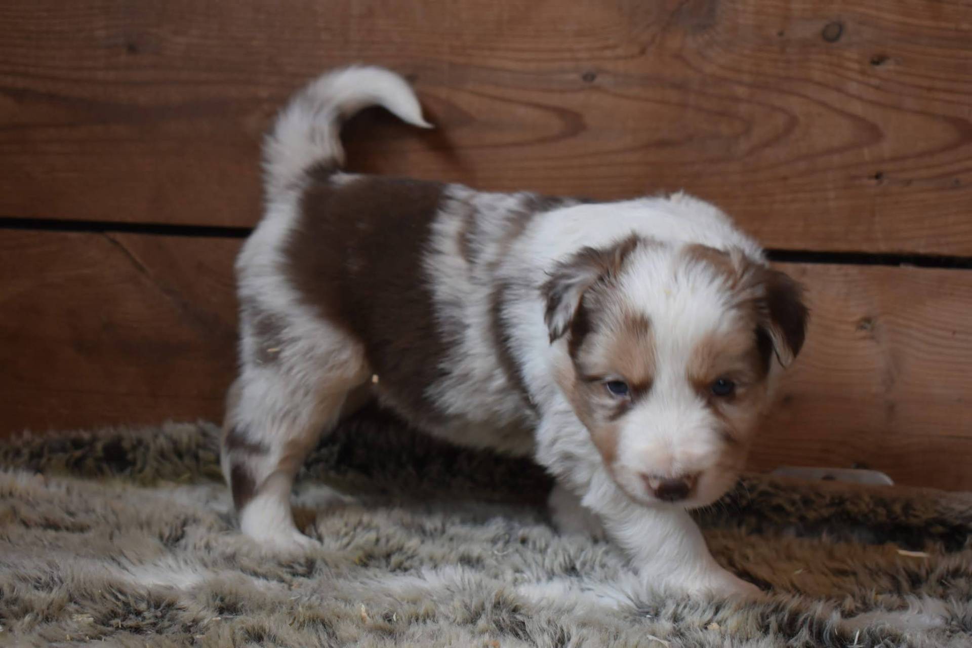 Magnifique chiots border collie disponible  troisième