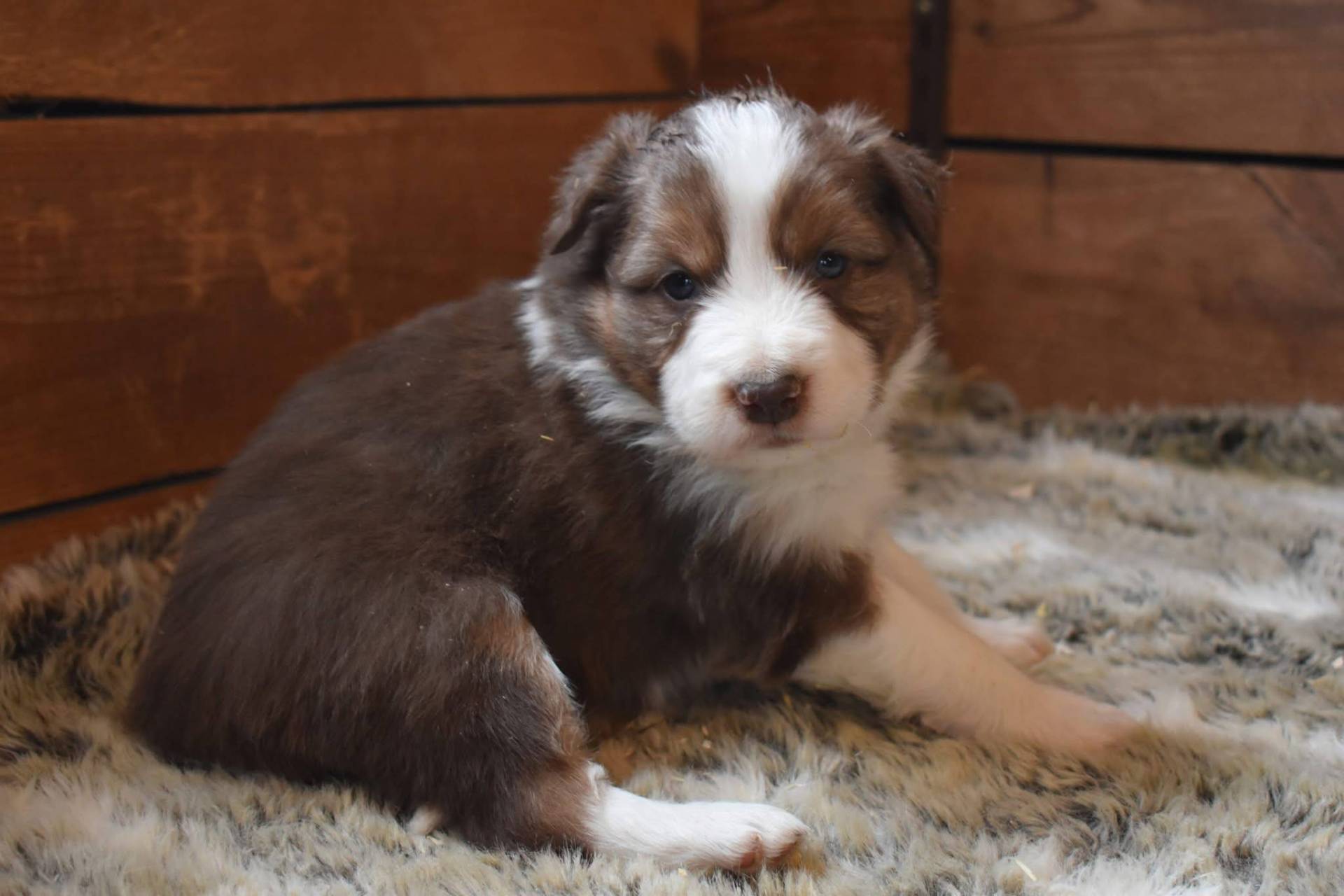 Magnifique chiots border collie disponible  première