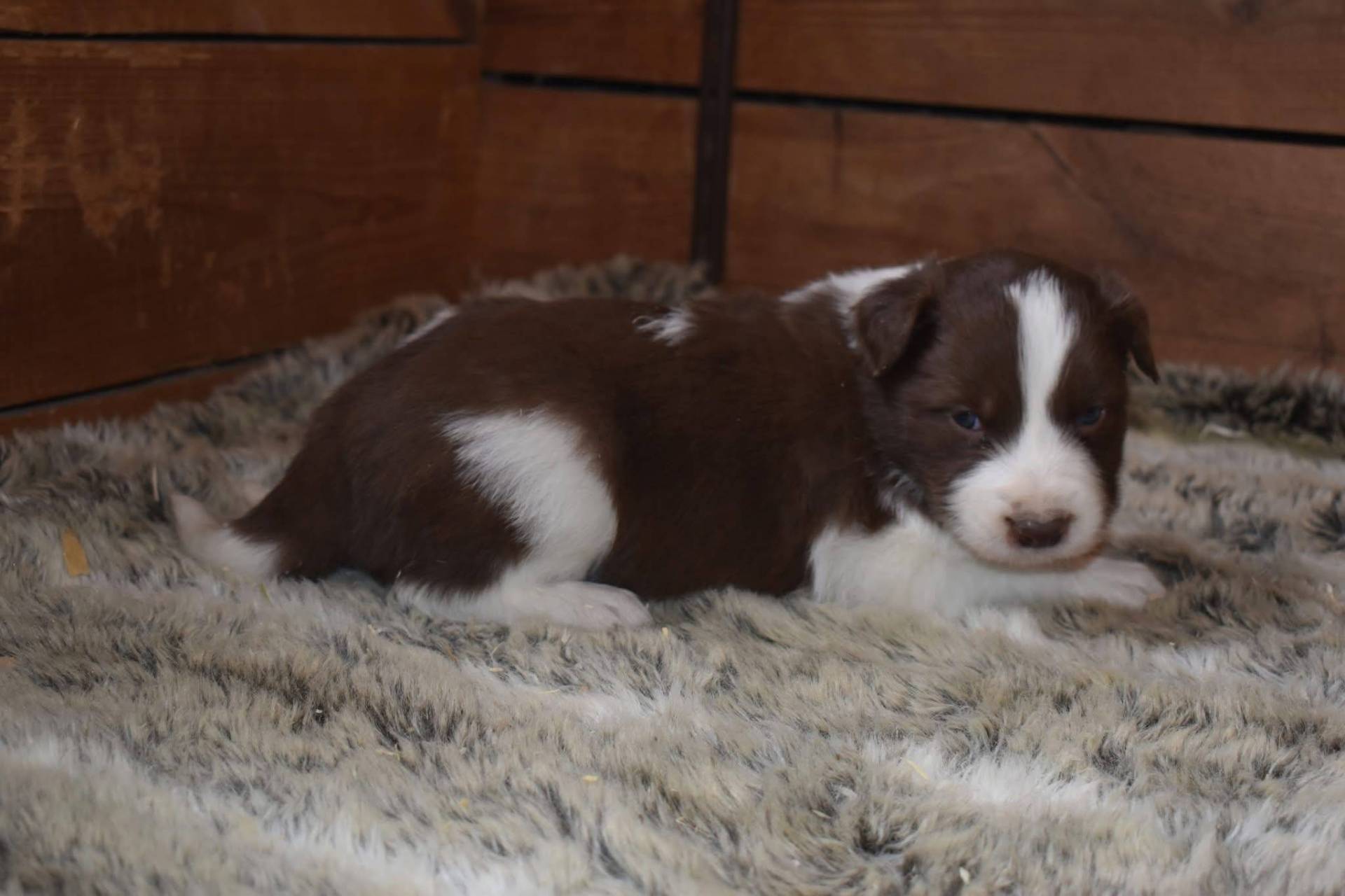 Magnifique chiots border collie disponible  quatrième