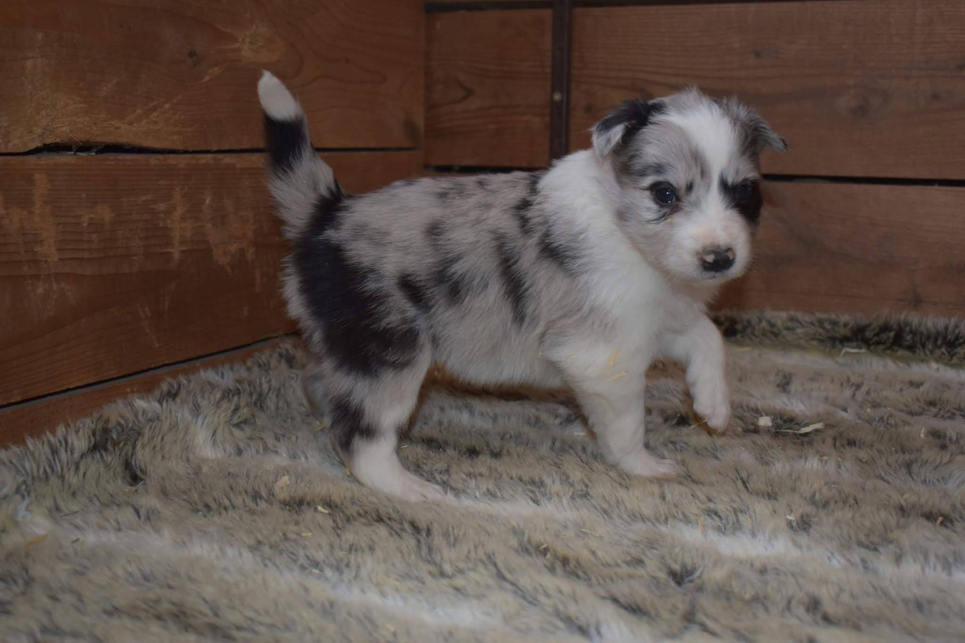 Magnifique chiots border collie disponible  première