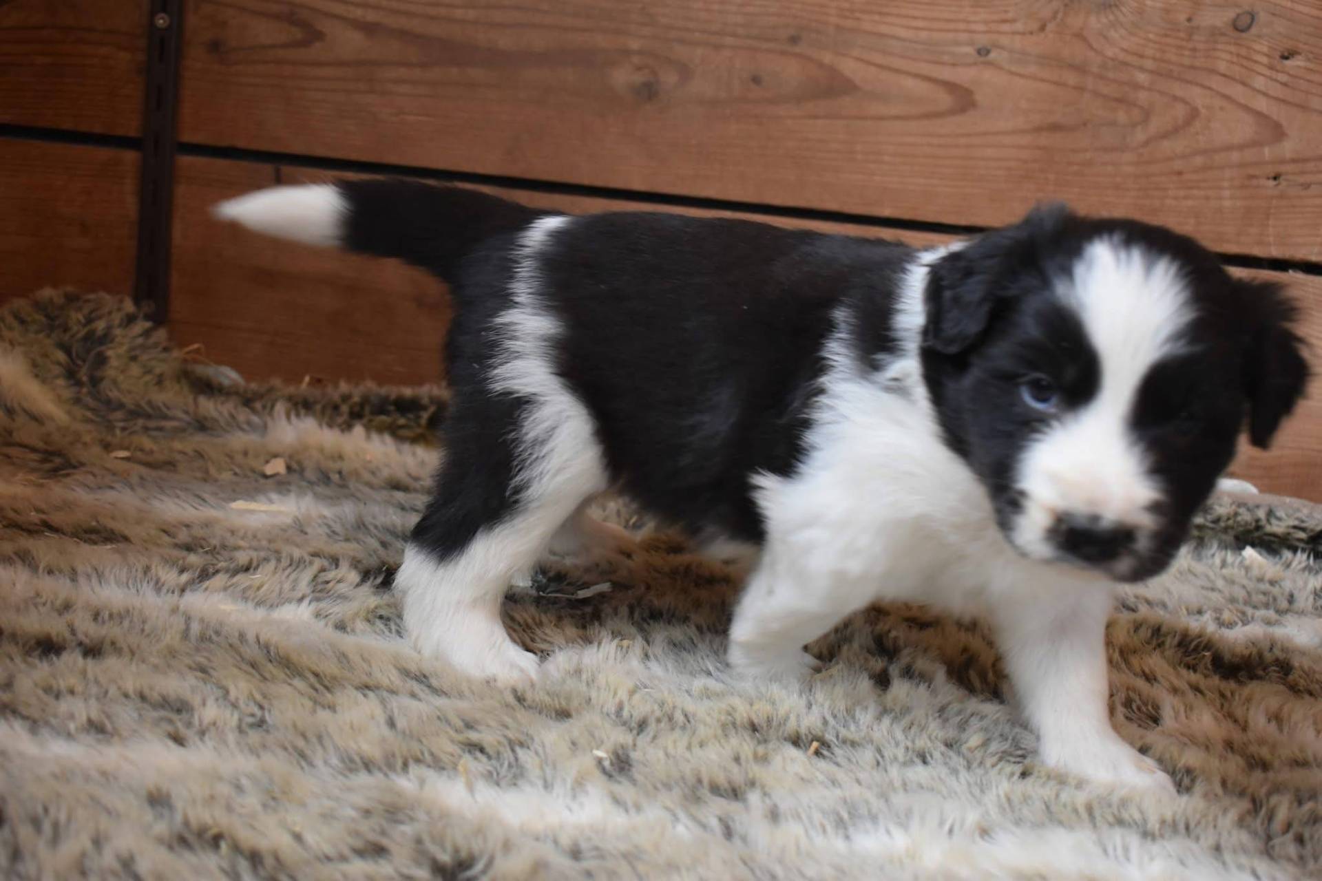 Magnifique chiots border collie disponible  neuvième