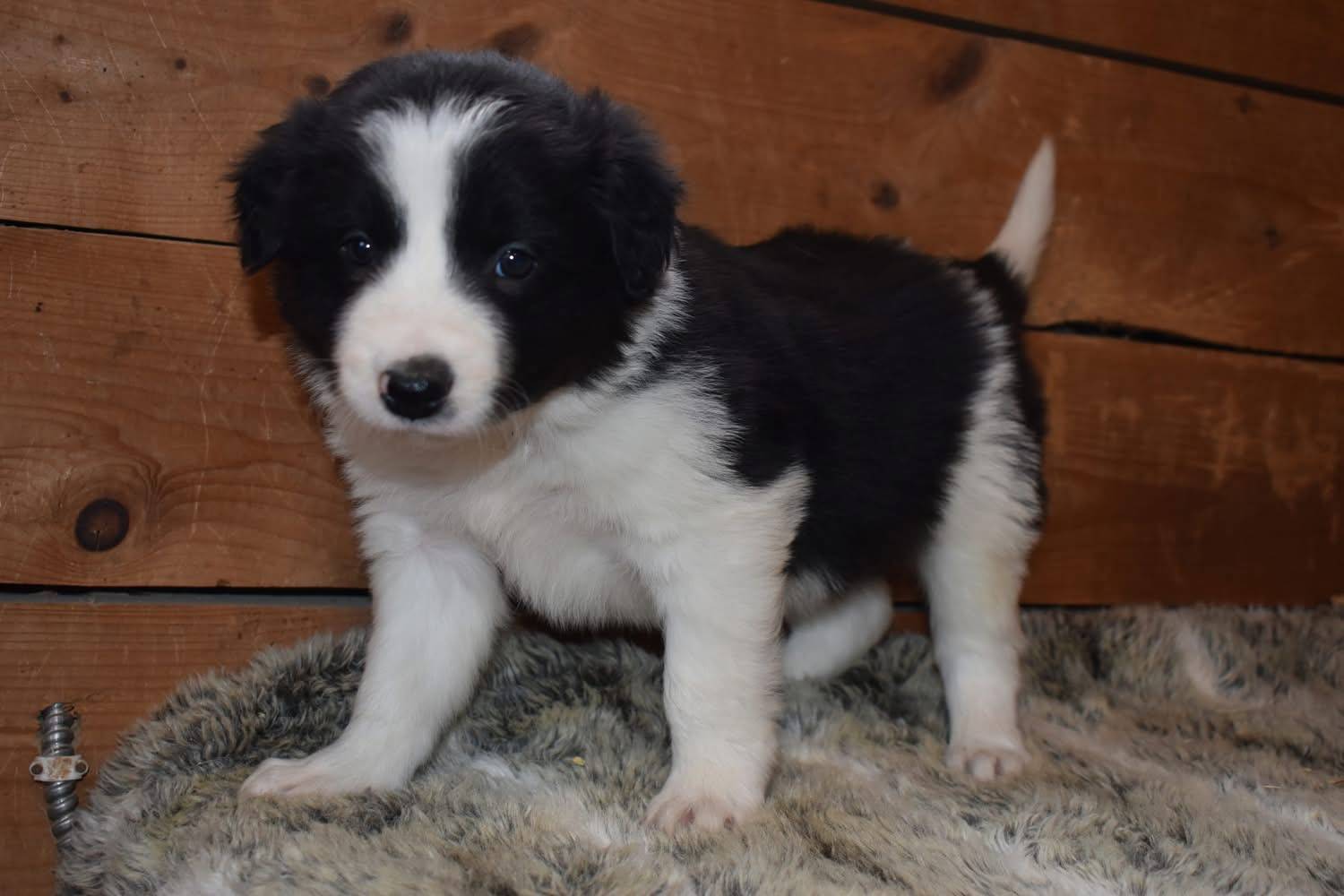 Magnifique chiots border collie disponible  troisième