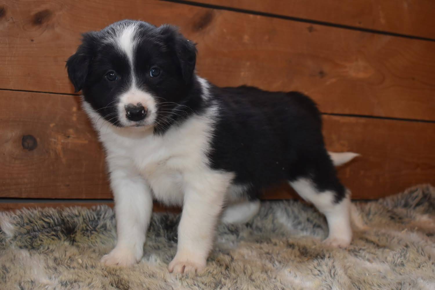Magnifique chiots border collie disponible  cinquième
