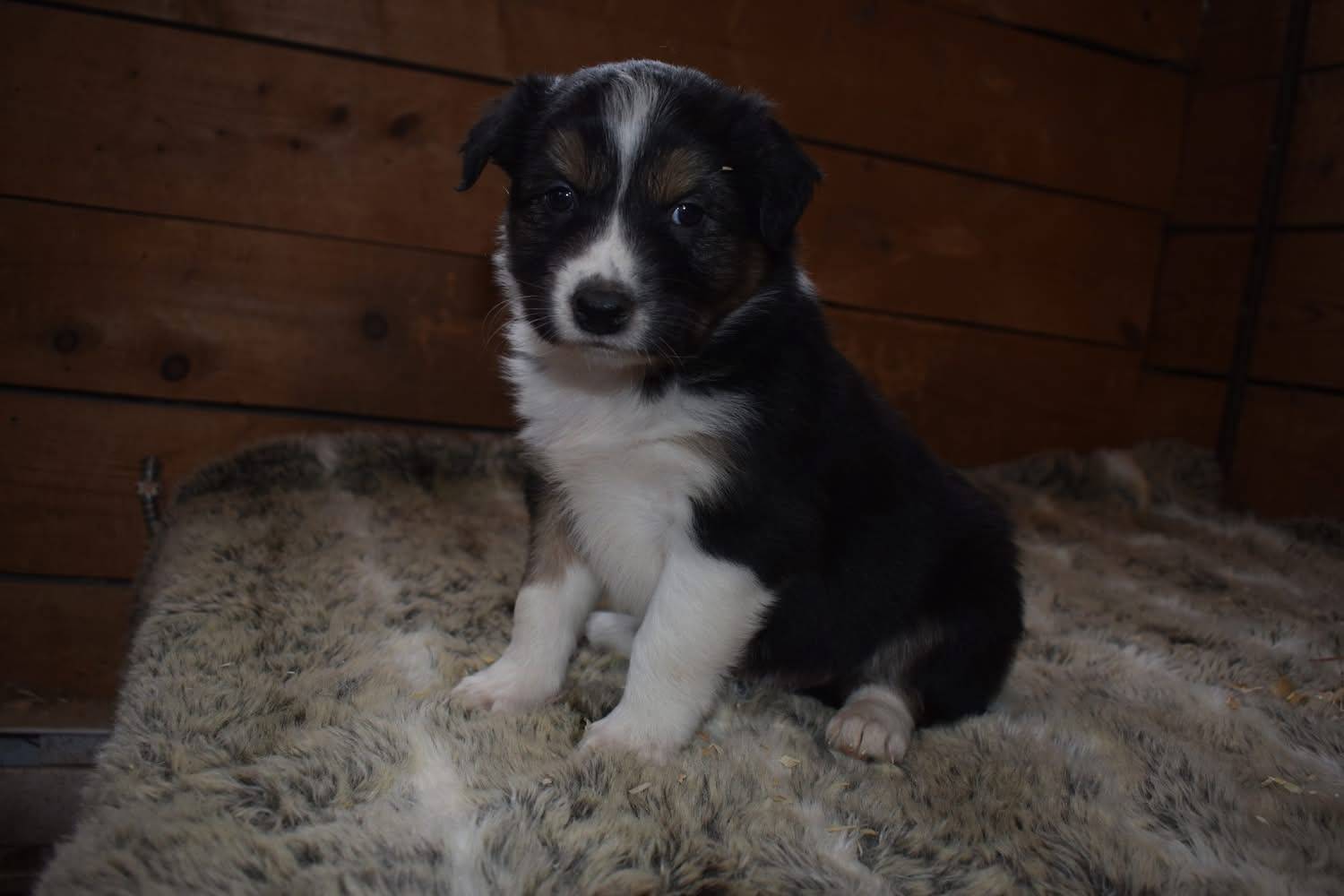 Magnifique chiots border collie disponible  cinquième