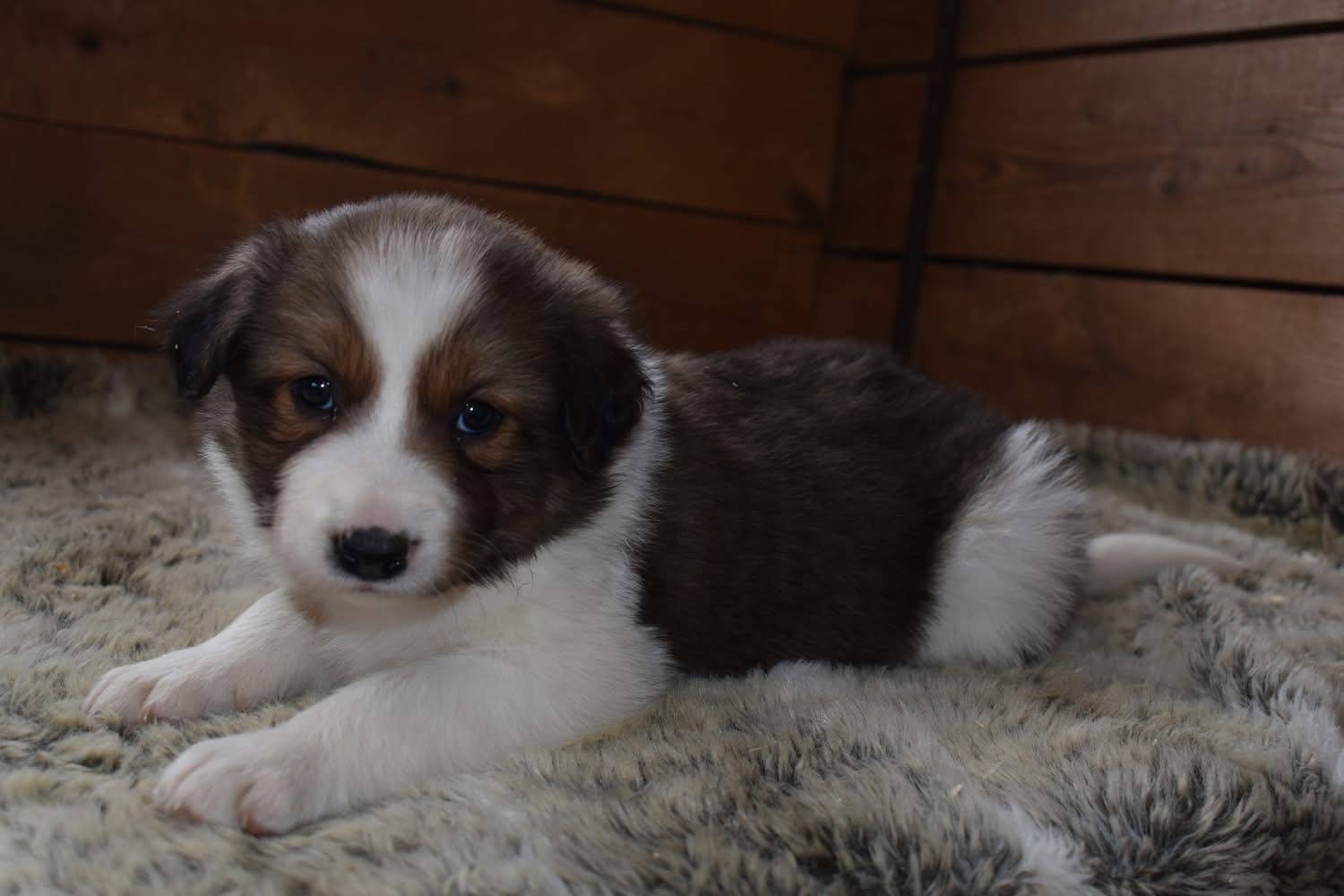 Magnifique chiots border collie disponible  neuvième