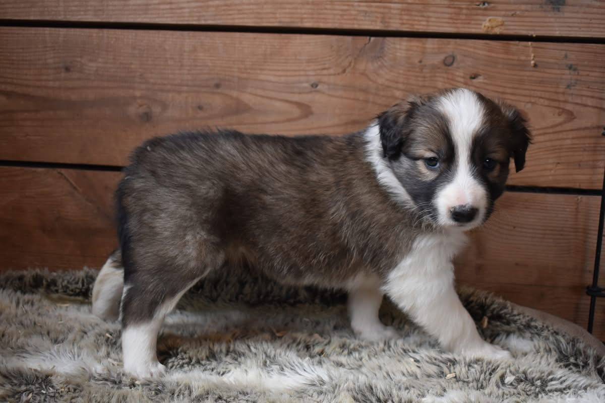 Magnifique chiots border collie disponible  troisième