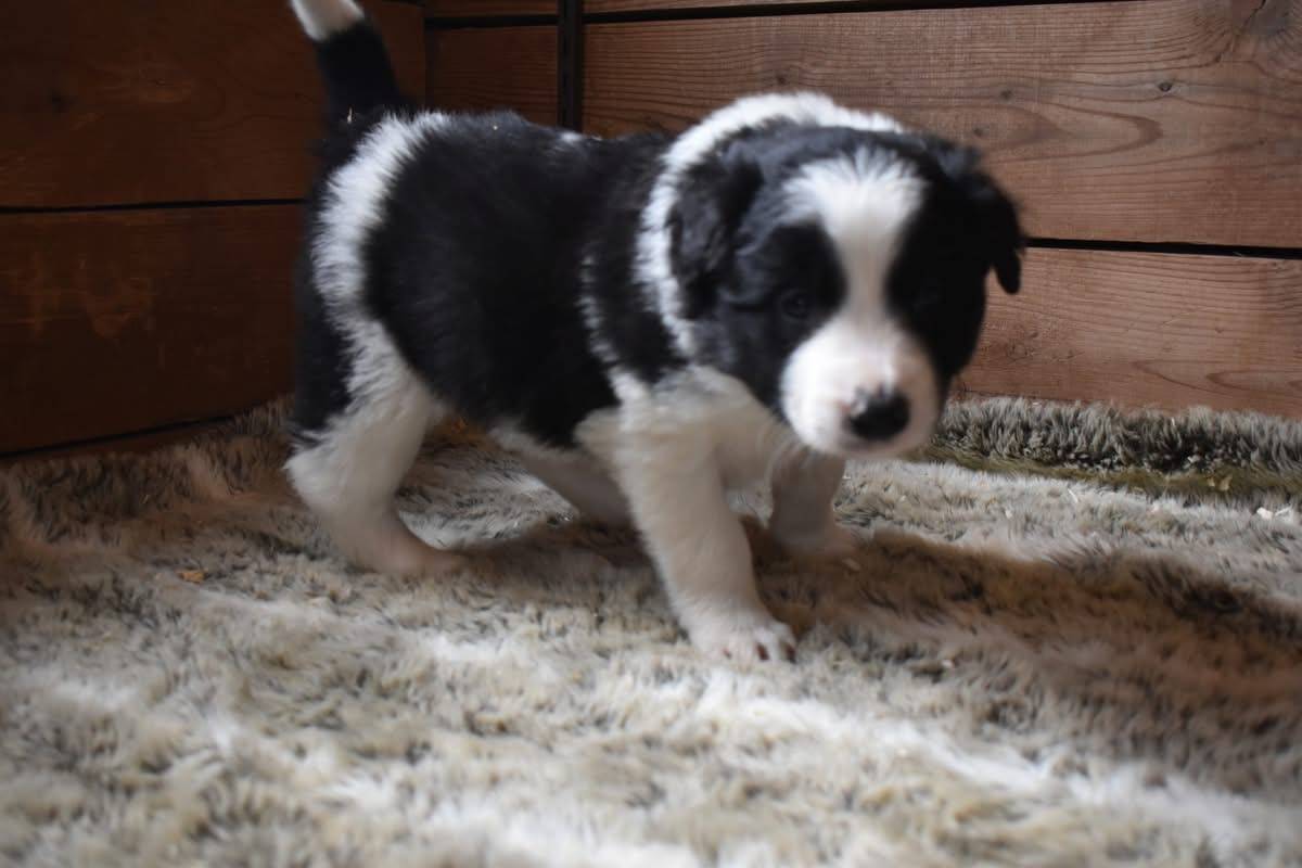 Magnifique chiots border collie disponible  quatrième