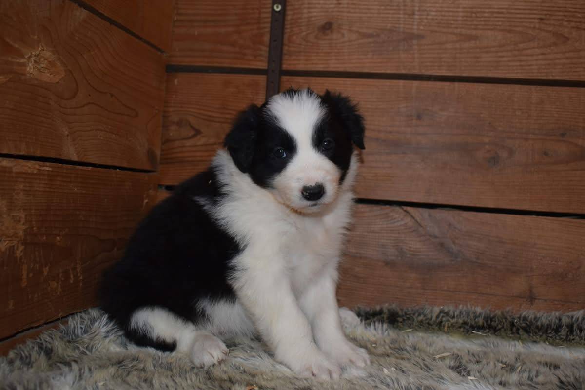 Magnifique chiots border collie disponible  quatrième