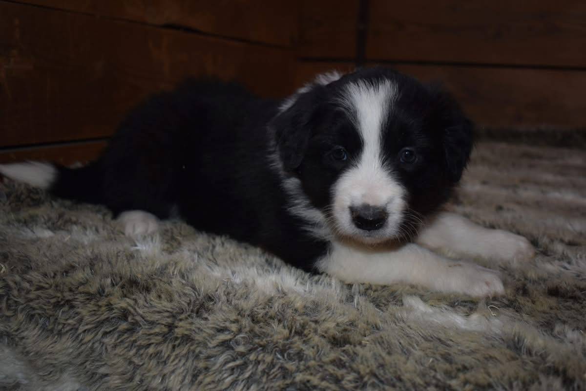 Magnifique chiots border collie disponible  septième