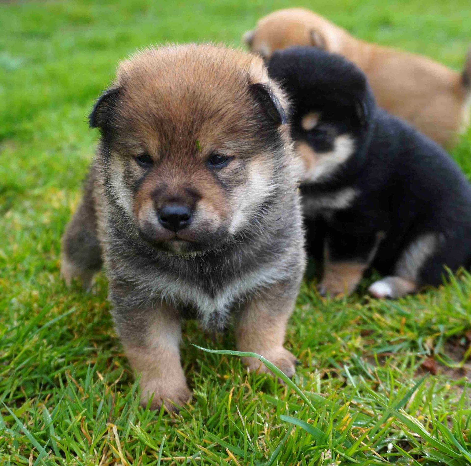 Sublimes chiots Shiba inu pure race et pedigree pure lignée quatrième
