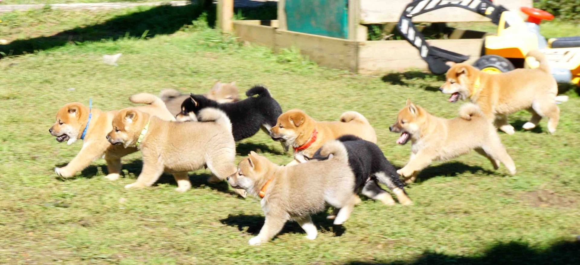 Sublimes chiots Shiba inu pure race et pedigree pure lignée sixième