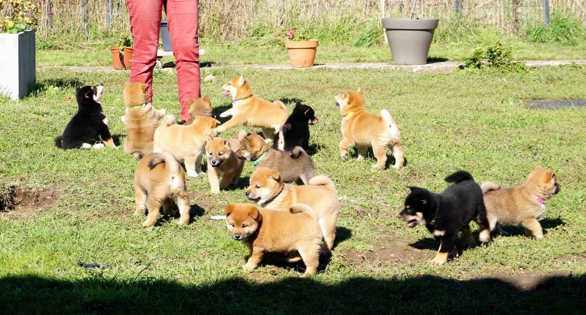 Sublimes chiots Shiba inu pure race et pedigree pure lignée quatrième