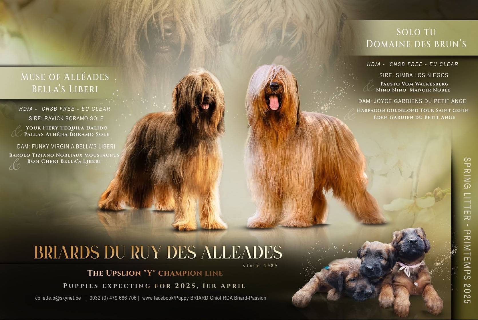 Chiots berger de brie à réserver deuxième