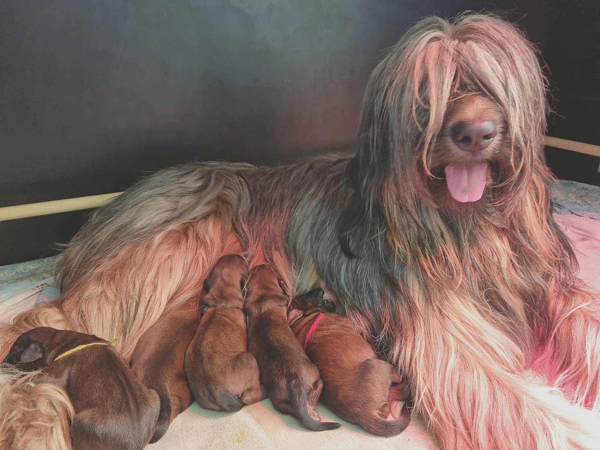 Chiots berger de brie à réserver première
