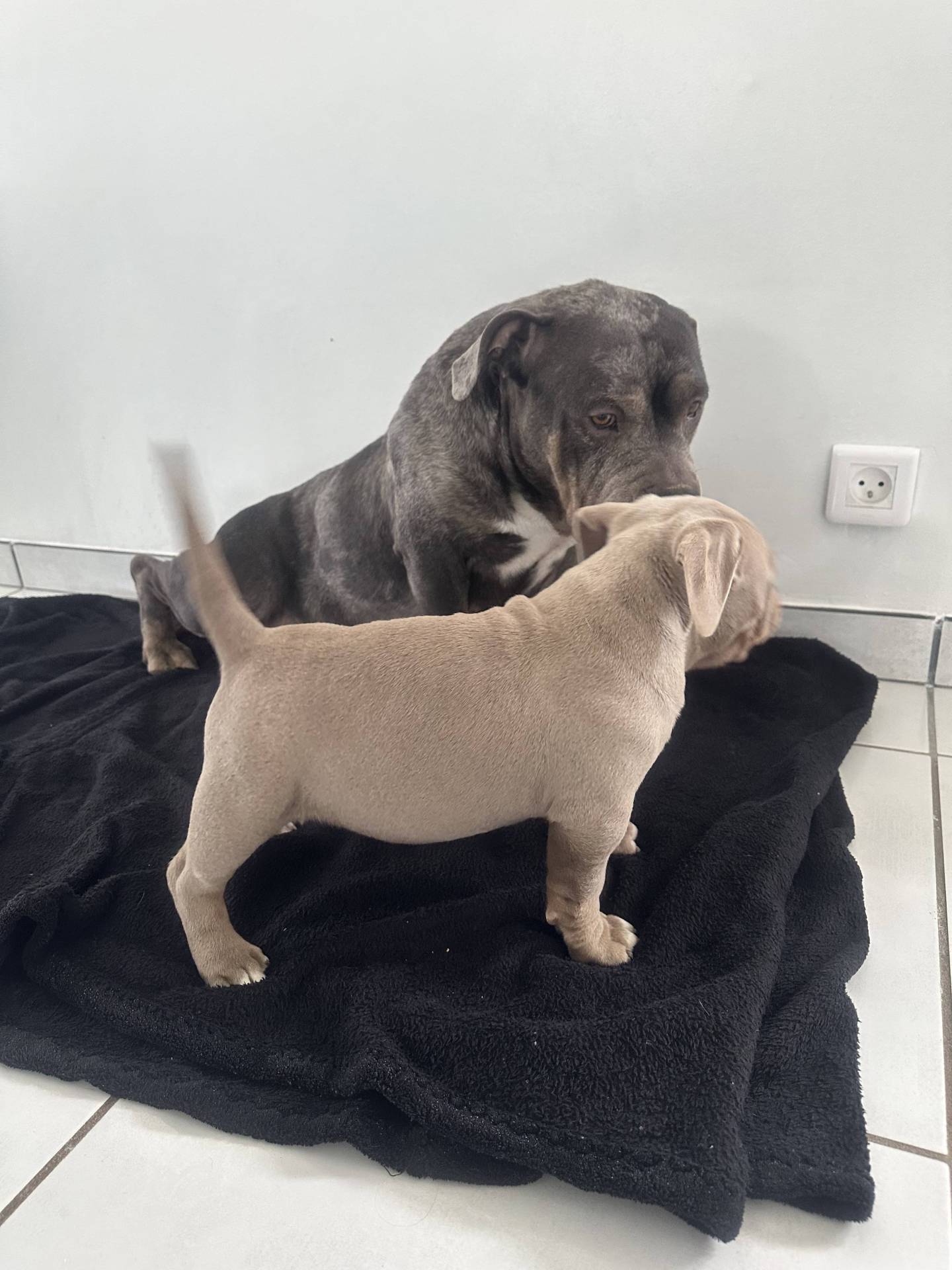 Femelle American Bully Abkc Trico Lilac première