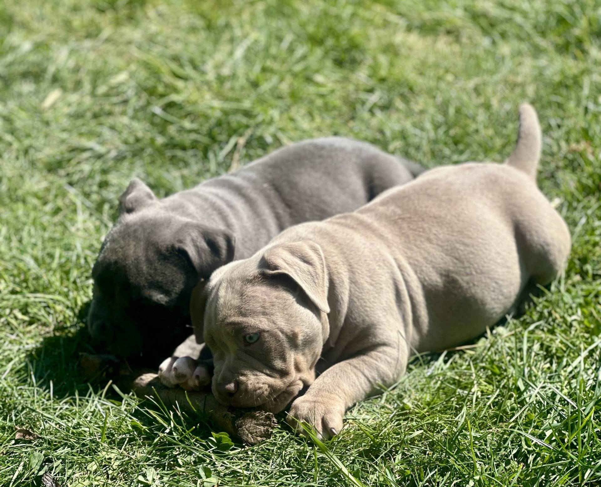 Femelle American Bully Abkc Trico Lilac septième