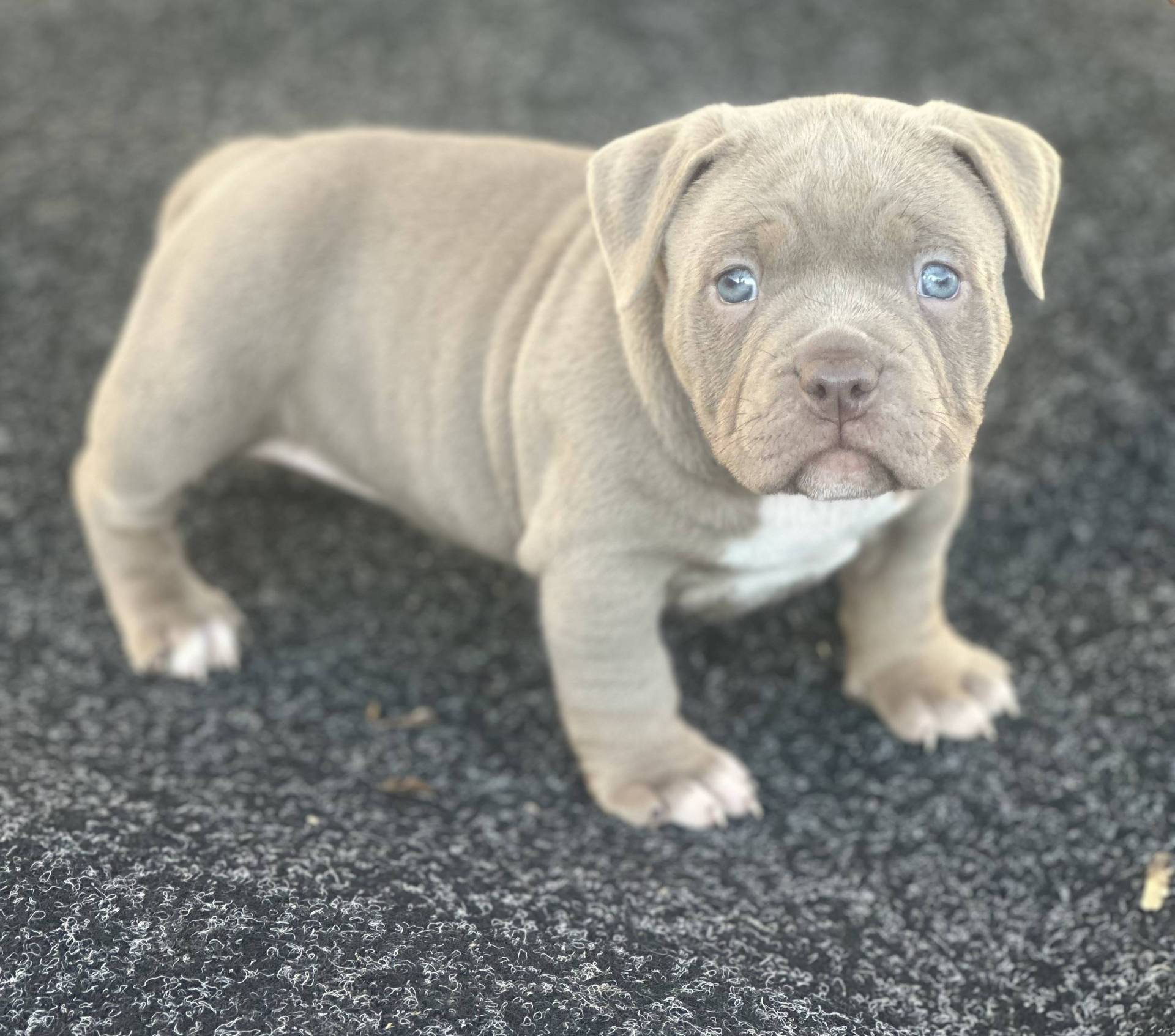 Femelle American Bully Abkc Trico Lilac septième