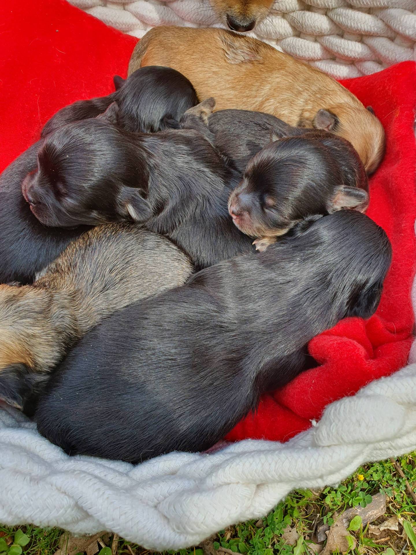 Chihuahuas lof poil long cherche famille première