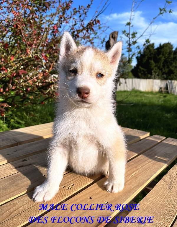 2 Chiots Husky Sibérien Lof huitième