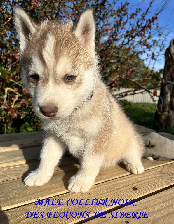 2 Chiots Husky Sibérien Lof huitième